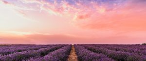 lavender field with pink sky