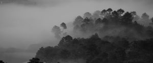 dark foggy trees