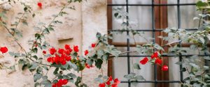 red flower vine