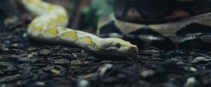 snake crawling on ground