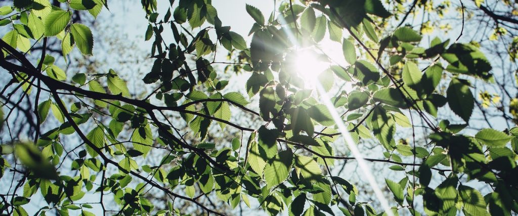 sun shining through leaves on a tree